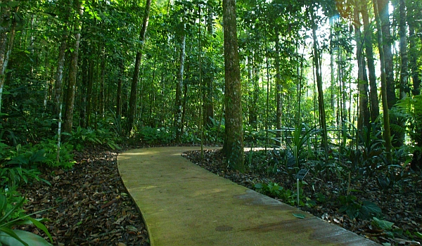 Razak Walk is a plot of planted forest dedicated to under-storey plants like palms, orchids, gingers, pitcher plants and mosses. Under-storey vegetation thrives on the forest floor with canopy-filtered sunlight and plays a crucial role in maintaining the balance in the natural forest ecosystem. *** Local Caption *** Cool trail: The Razak Walk is a 400m-long nature trail within the 80ha Kepong Botanical Garden.